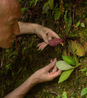 Patrick Blanc showing the red anthocyanic and the plain green leaf forms of Codonoboea curtisii growing side by side on a vertical earth bank, Fraser&#039;s Hill, Malaysia, Dec. 2016