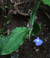 Siphonochilus brachystemon, leafy shoot and bright blue flower, Sonjo waterfall, Udzungwa NP, Tanzania