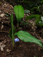 Siphonochilus brachystemon, leafy shoots and one flower with long erect narrow flower tube and bright blue labellum, Sonjo waterfall, Udzungwa NP, Tanzania