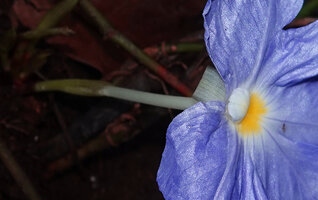 Siphonochilus brachystemon, narrow white flower tube, hyaline petal lobe, blue corolla labellum with yellow nectar guides and white backwards recurved anther crest, Sonjo waterfall, Udzungwa NP, Tanzania