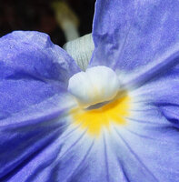 Siphonochilus brachystemon, small hyaline petal lobe, blue labellum, yellow insect guide and white anther crest, Sonjo waterfall, Udzungwa NP, Tanzania