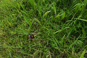 Siphonochilus kirkii, dark purple, almost black form in savanna, Katavi NP, Tanzania
