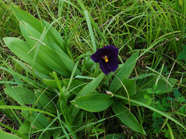 Siphonochilus kirkii, dark purple, almost black form, Katavi NP, Tanzania