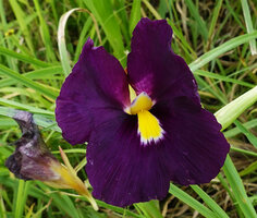 Siphonochilus kirkii, dark purple flower form, erect anther crest, turgescent petal lobes on the withered flower, Katavi NP, Tanzania