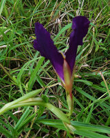 Siphonochilus kirkii, dark purple flower form, view from back side, deeply incised labellum and greenish pink stiff erect petal lobes, Katavi NP, Tanzania