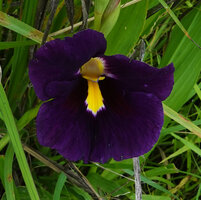 Siphonochilus kirkii, dark purple flower form, yellow anther crest, Katavi NP, Tanzania