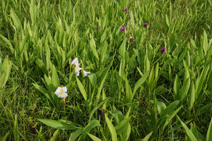 Siphonochilus kirkii, dense population of white and purple flower forms in woodland savanna, Katavi NP, Tanzania
