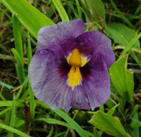 Siphonochilus kirkii, greyish purple flower form, backwards recurved dark yellow anther crest, Katavi NP, Tanzania