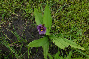 Siphonochilus kirkii, greyish purple flower form, Katavi NP, Tanzania