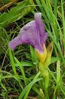 Siphonochilus kirkii, greyish purple labellum form, yellow petal lobes, Katavi NP, Tanzania