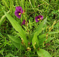 Siphonochilus kirkii, light purple flower form, Katavi NP, Tanzania