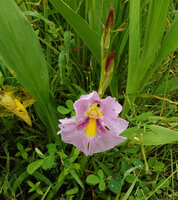 Siphonochilus kirkii, pink flower form, Katavi NP, Tanzania