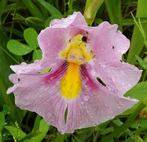 Siphonochilus kirkii, pink flower form, labellum deeply incised, yellow and purple nectar guides, yellow and pink anther crest, Katavi NP, Tanzania