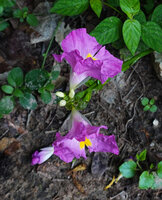 Siphonochilus kirkii, pink form, flowers with hyaline sepals and labellum, Morogoro, Tanzania