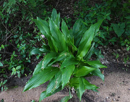 Siphonochilus kirkii, pink form, leafy clump in deciduous forest understory, Morogoro, Tanzania