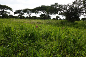 Siphonochilus kirkii population in Acacia woodland savanna, Katavi NP, Tanzania