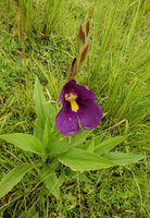 Siphonochilus kirkii, purple flowered form, deeply incised labellum, Katavi NP, Tanzania
