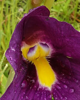 Siphonochilus kirkii, purple, white and yellow backwards recurved anther in continuity with the labellum yellow guide enhanced by surrounding dark purple patches, Katavi NP, Tanzania