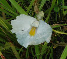 Siphonochilus kirkii, white flower form, a hyaline petal lobe, labellum with yellow nectar guides and top backwards recurved anther crest, Katavi NP, Tanzania