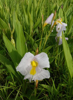 Siphonochilus kirkii, white flower form, one hyaline petal lobe, labellum with yellow nectar guides and top backwards recurved anther, Katavi NP, Tanzania