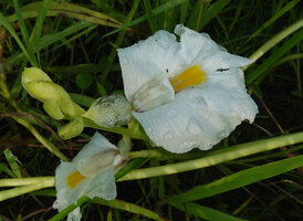 Siphonochilus kirkii, white flower form, one translucent petal lobe, labellum with yellow nectar guides, Katavi NP, Tanzania