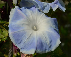 Sky Blue Asagao (Ipomoea nil cv) at the Sunset-Sunrise Ark exhibition by Patrick Blanc and Hibino, 21st Century Museum, Kanazawa, Sept. 2012