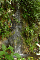 Small waterfall densely covered by Pitcairnia, Begonia, Boehmeria, Anthurium, Selaginella, ferns and mosses, Villavicencio, Meta, Colombia