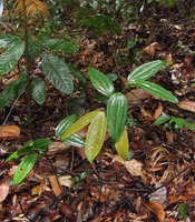 Smilax calophylla, old and young basal stem, Bukit Timah, Singapore