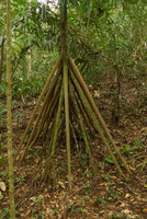Socratea exorrhiza, old individual with many stilt roots arising up to two meters above the forest floor,Lagos de Menegua, Puerto Lopez, Meta, Colombia
