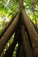 Socratea exorrhiza stilt roots covered in spines, Iquitos, Peru
