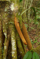 Socratea exorrhiza, young, vigorous and promising stilt root,Lagos de Menegua, Puerto Lopez, Meta, Colombia