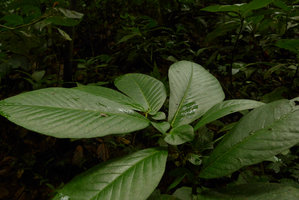 Solanaceae sp. of the Witheringia alliance exhibiting anisophylly on plagiotropic shoots, succulent leaves reminiscent of some Gesneriaceae, Utria NP, Choco, Colombia