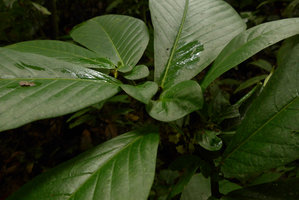 Solanaceae sp. of the Witheringia alliance exhibiting anisophylly on plagiotropic shoots, succulent leaves reminiscent of some Gesneriaceae, close up, Utria NP, Choco, Colombia