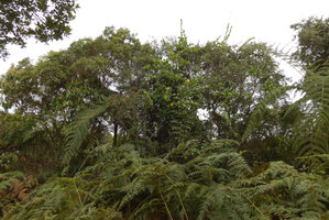 Solandra brachycalyx climbing and flowering in the forest edge canopy, Chicaque, Soacha, Colombia