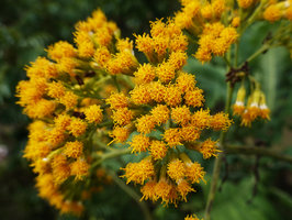 Solanecio gigas, flower heads made of individual disc flowers, Bale, Ethiopia
