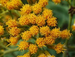 Solanecio gigas, flower heads made of individual disc flowers, close up, Bale, Ethiopia