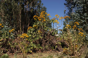Solanecio gigas, Gondar, Ethiopia