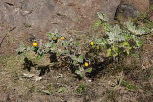 Solanum marginatum, Dodola, Oromia, Ethiopia