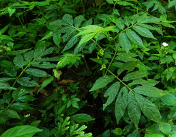 Solanum trizygum, leaves and axillary inflorescences, Mirador Rey Tepepul, Lake Atitlan, Guatemala