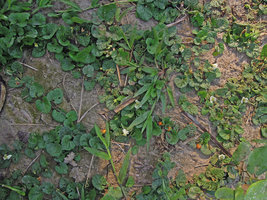 Solanum violaefolium, flowering and fruiting stems creeping at the surface of the soil, Inkaterra, Madre de Dios, Peru