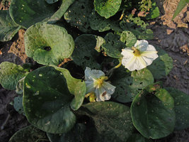 Solanum violaefolium, leaves and flowers, Inkaterra, Madre de Dios, Peru