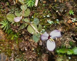 Sonerila affinis, tiny plant with big flower, Maskeliya, Sri Lanka