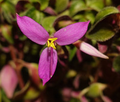 Sonerila annamica flower, Ba Na Hills, Da Nang, Vietnam
