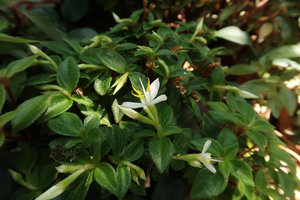 Sonerila annamica, individual with white flowers,, Ba Na Hills, Da Nang, Vietnam