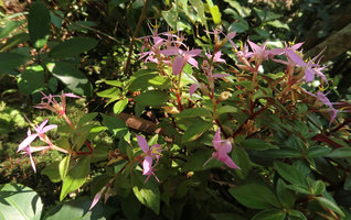 Sonerila annamica, synchronous flowering stems of the branched individual, Ba Na Hills, Da Nang, Vietnam