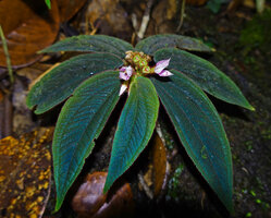 Sonerila beccariana, blue iridescent leaves, flowers and maturing capsules, Mount Silam, Lahad Datu, Sabah, Borneo
