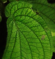 Sonerila moluccana (syn. S. begoniiifolia), long transparent hairs acting like optic fibers concentrating light and increasing chlorophyll at the bulk base, Penang Hill, Malaysia