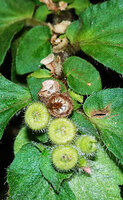 Sonerila borneensis var. setulosa, anisophylly and densely hairy maturing erect capsules, Mt Kinabalu NP, 1600 m asl, Sabah, Borneo