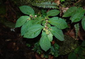 Sonerila borneensis var. setulosa, densely hairy maturing erect capsules, Mt Kinabalu, 1600 m asl, Sabah, Borneo