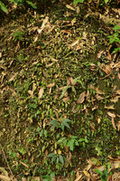 Sonerila cf. coimbatorensis, dense population with brown central silver patched leaves on vertical shaded earth bank, Pon Mudi, Kerala, India